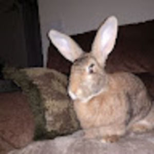 Meet your Posher, Renee